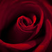 Rose Sharp Photo 12