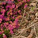 Heather Cone Photo 19