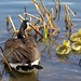 Joyce Pond Photo 7