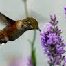 Donna Schumacher Photo 32