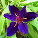 Cherie Lewis Photo 7