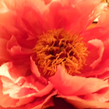 Michelle Mackey Photo 14