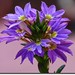 Ralph Plant Photo 8