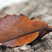 Mark Lackey Photo 27