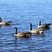 John Roch Photo 15