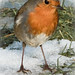 Robin Card Photo 17