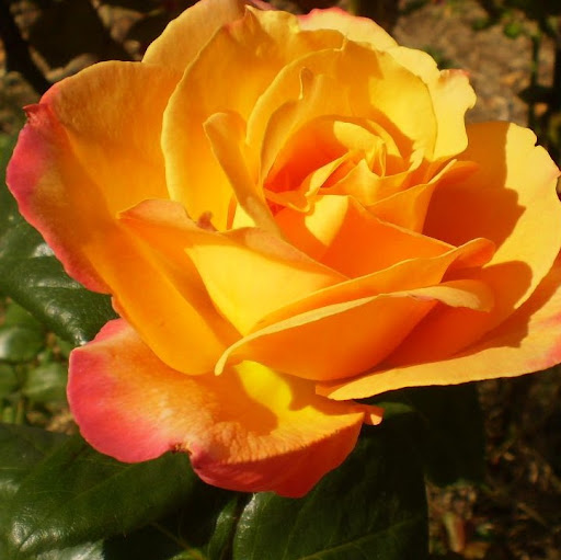 Debra Fisher Photo 39