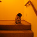David Banister Photo 22