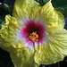 Annie Woods Photo 45
