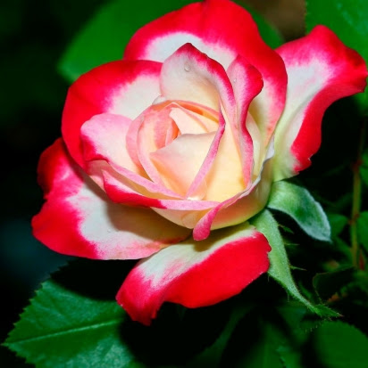 Julie Rose Photo 46