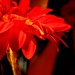 Ellen Flowers Photo 15
