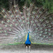 Roger Hutchins Photo 12