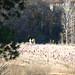 Doyle Helms Photo 6