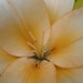 Deborah Roll Photo 8