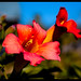 Barbara Flowers Photo 14