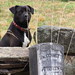 William Cornett Photo 11