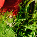 Melissa Green Photo 20
