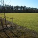 Virginia Wheat Photo 7
