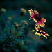 Rich Summers Photo 2