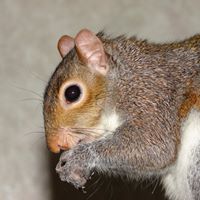 Chester Meek Photo 1