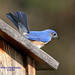 Alice Bird Photo 22