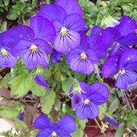 Anna Yoder Photo 24