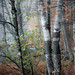 Toni Forest Photo 8
