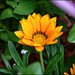 Flora Brown Photo 18