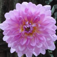 Linda Ellison Photo 36
