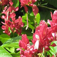 Wai Mak Photo 16