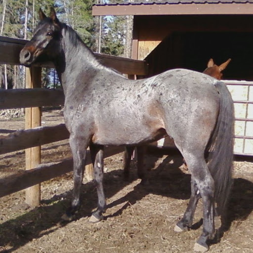 Melissa Garner Photo 42