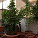 Mary Hash Photo 11