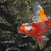 David Carp Photo 13