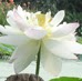 Cindy Frey Photo 29