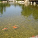 Stephen Carp Photo 6