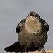 Elizabeth Bird Photo 13