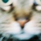 Heather Dryden Photo 14