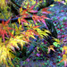 Alice Ong Photo 15