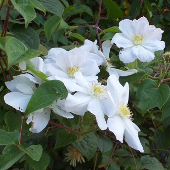 Anne Jenkins Photo 31
