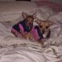 Renee Gallegos Photo 26