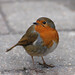 Robin Crawley Photo 25