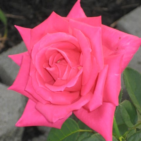 Theresa Lyons Photo 38