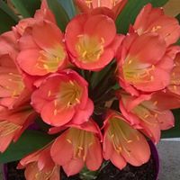 Catherine Clement Photo 28