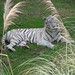 Tiger Swan Photo 6