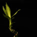 Robert Sharp Photo 19