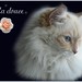 Cherie Lang Photo 12