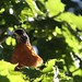 Robin Maples Photo 11