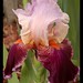 Wayne Beard Photo 25