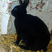 Rex Grange Photo 8