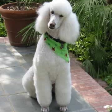 Joan Goldstein Photo 4